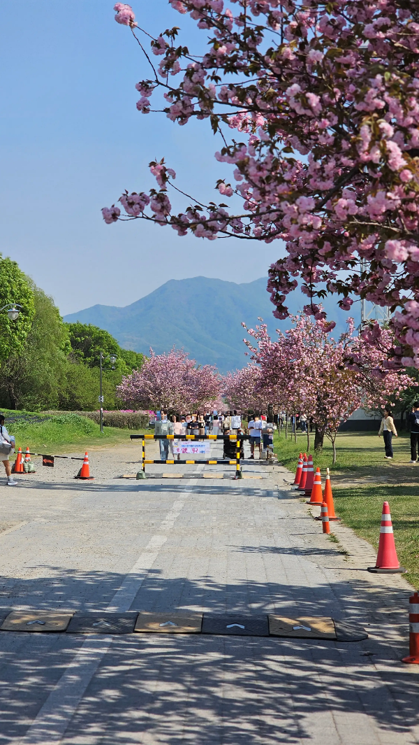 미사리 조정경기장 겹벚꽃