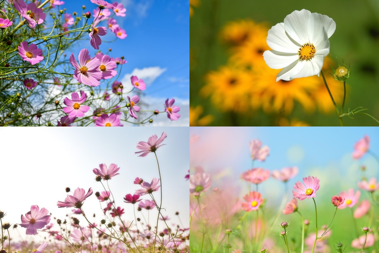 코스모스 축제하는곳