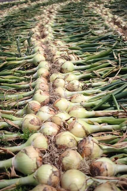 양파 심는 시기 심는 방법 수확 시기