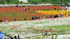 5월 강추 꽃 축제