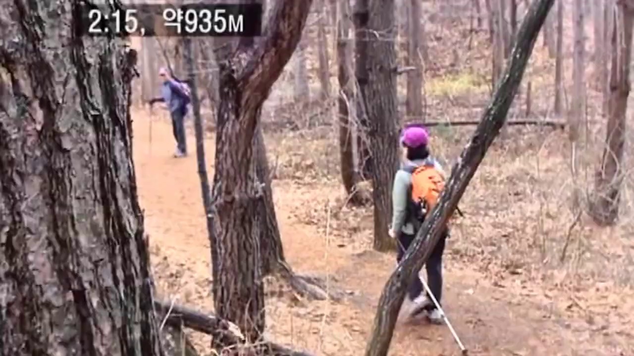 낙엽송 숲길로 돌아 내려오는 일행