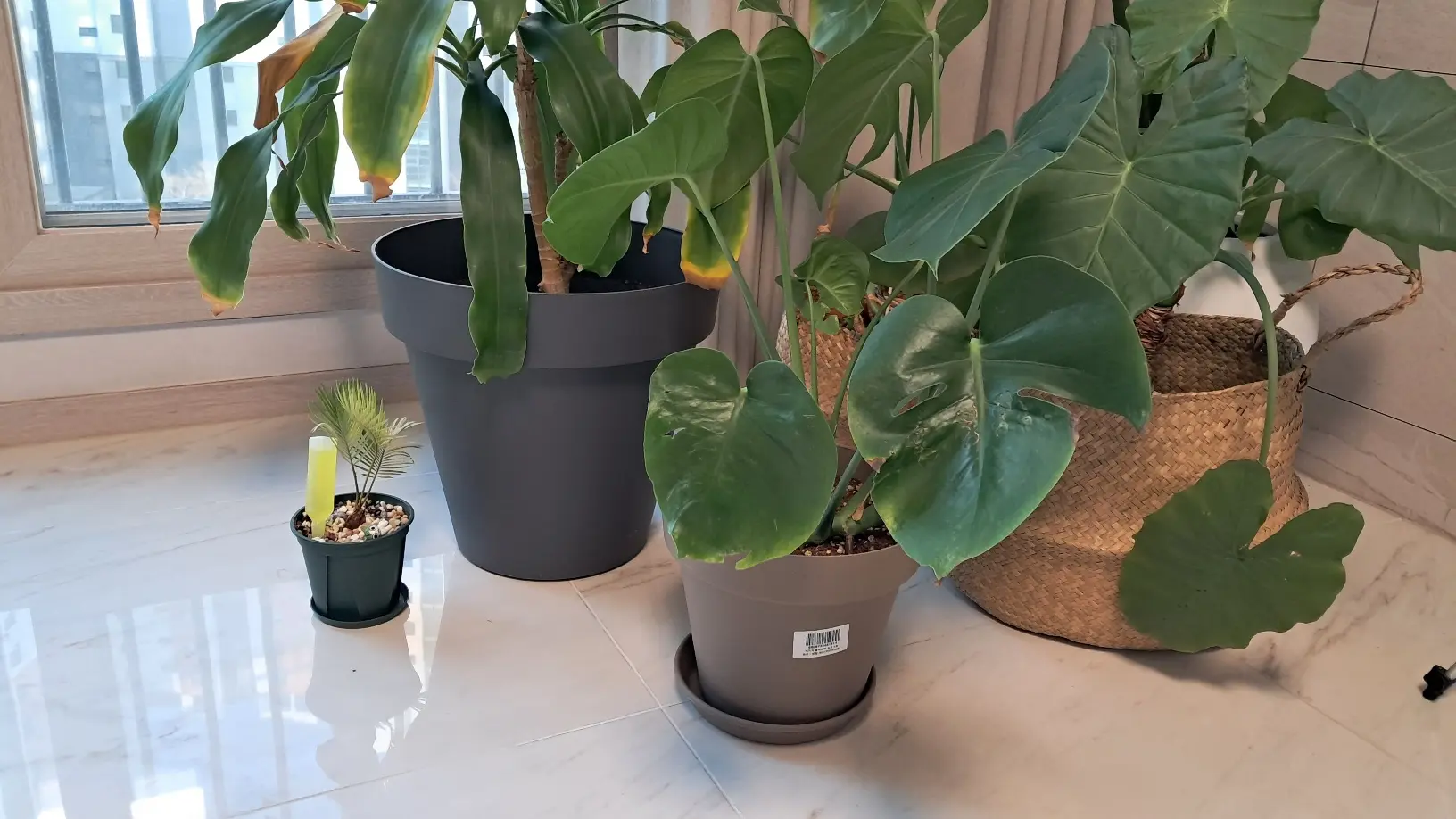 거실에 있는 소철과 행운목, 알로카시아, 몬스테라
