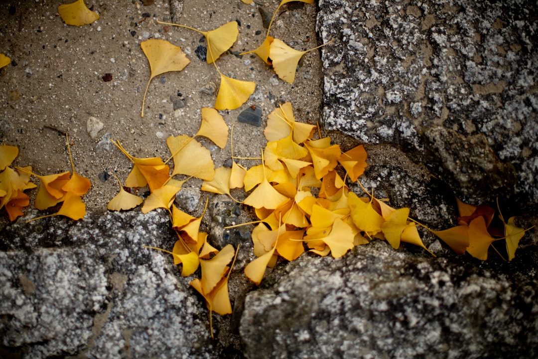 ginkgo tree