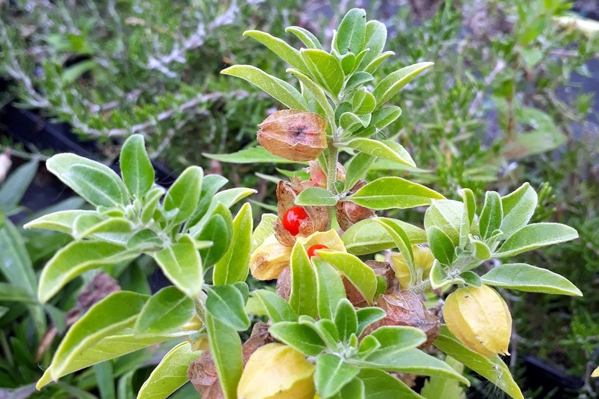 아슈와간다 잎과 붉은 열매