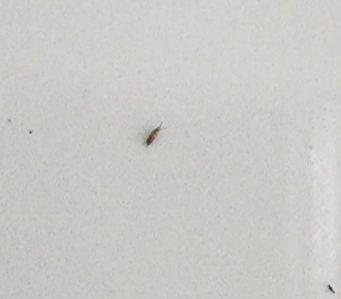 화분받침대에서 발견한 톡토기