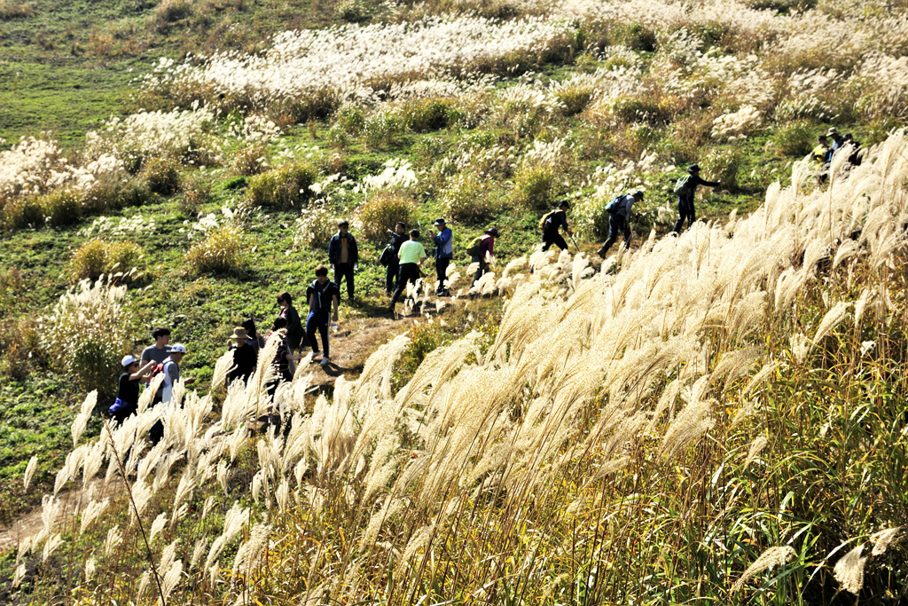 민둥산 억새꽃축제