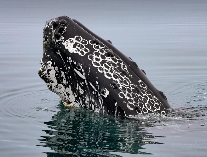 흑등고래의 모습