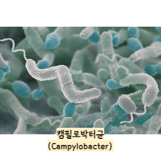 식중독-증상