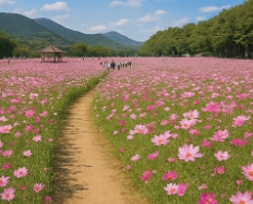 코스모스 축제하는곳