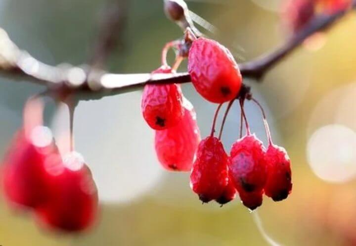 오미자청 만드는법