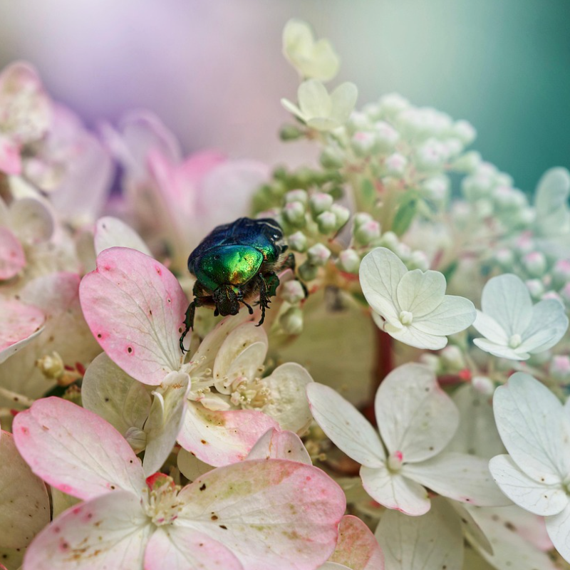 조용한 성격의 특이한 반려동물