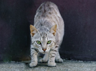 덤벼들 것 같은 고양이