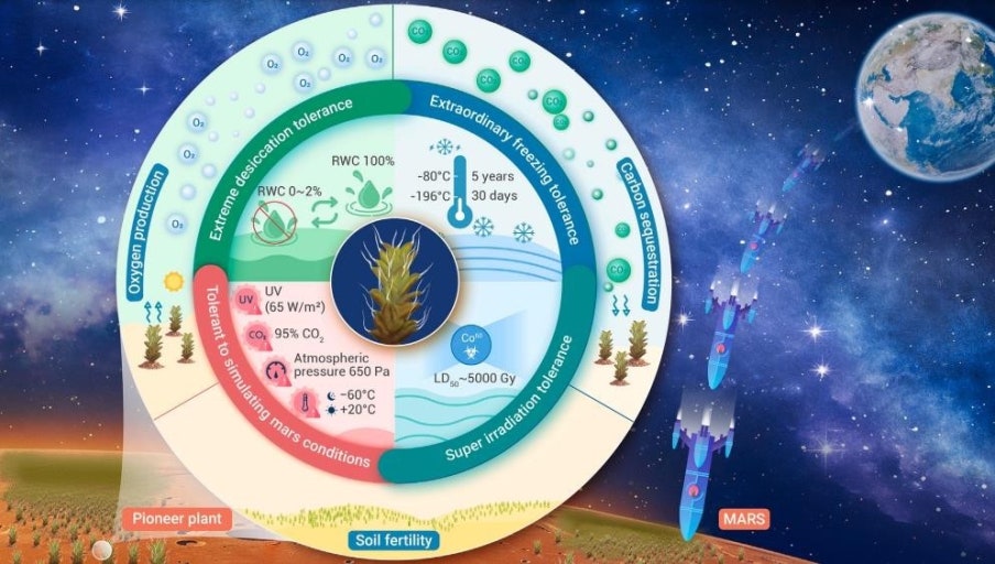 화성에서의 생존 가능성 1위 이끼
