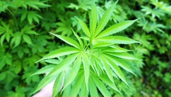 대마-종자유