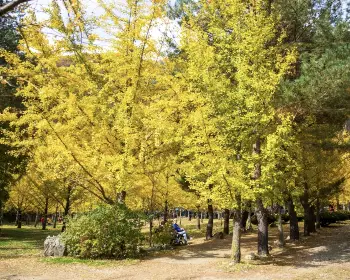 홍천 은행나무숲_3