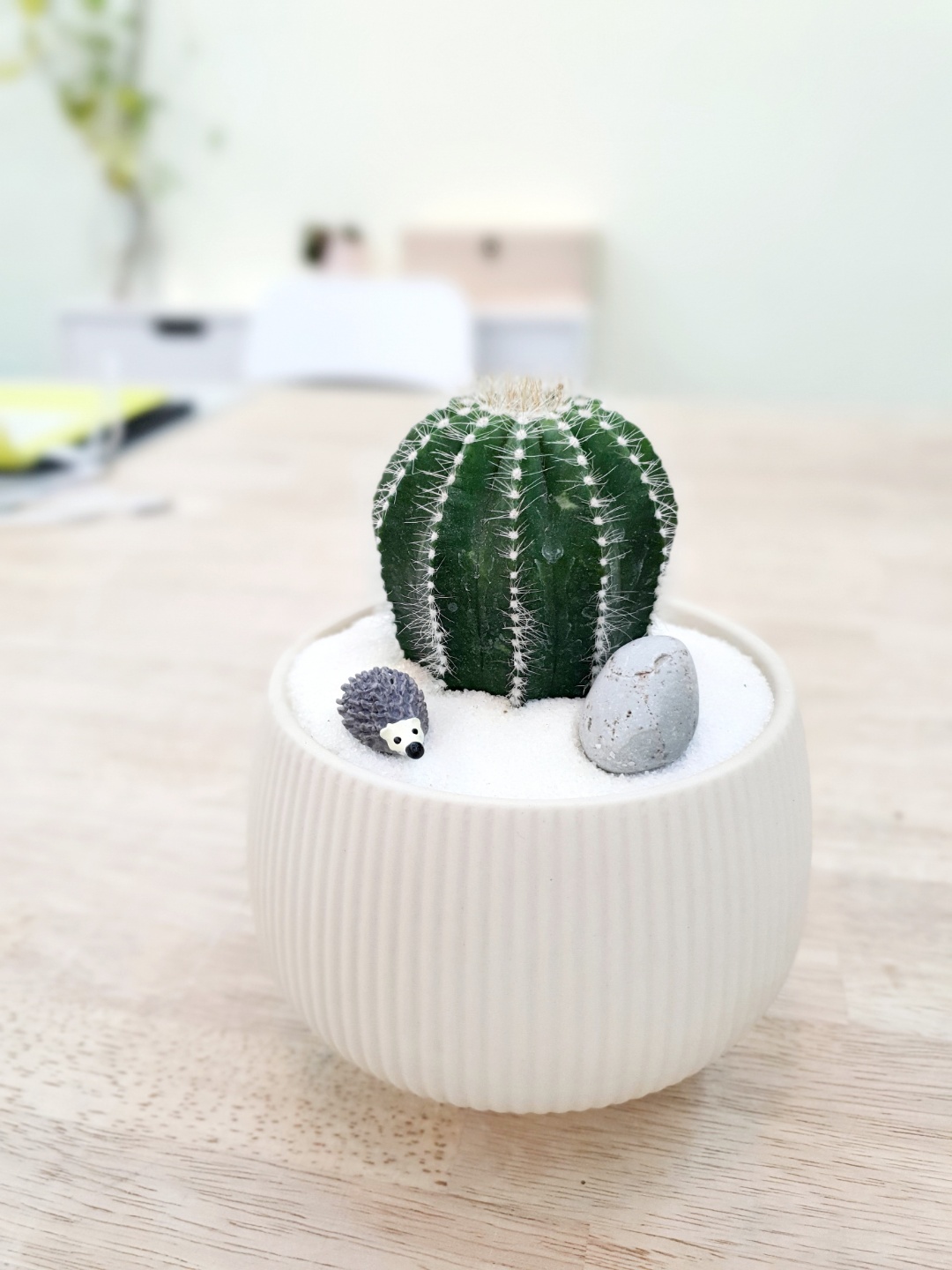 Cactus_2