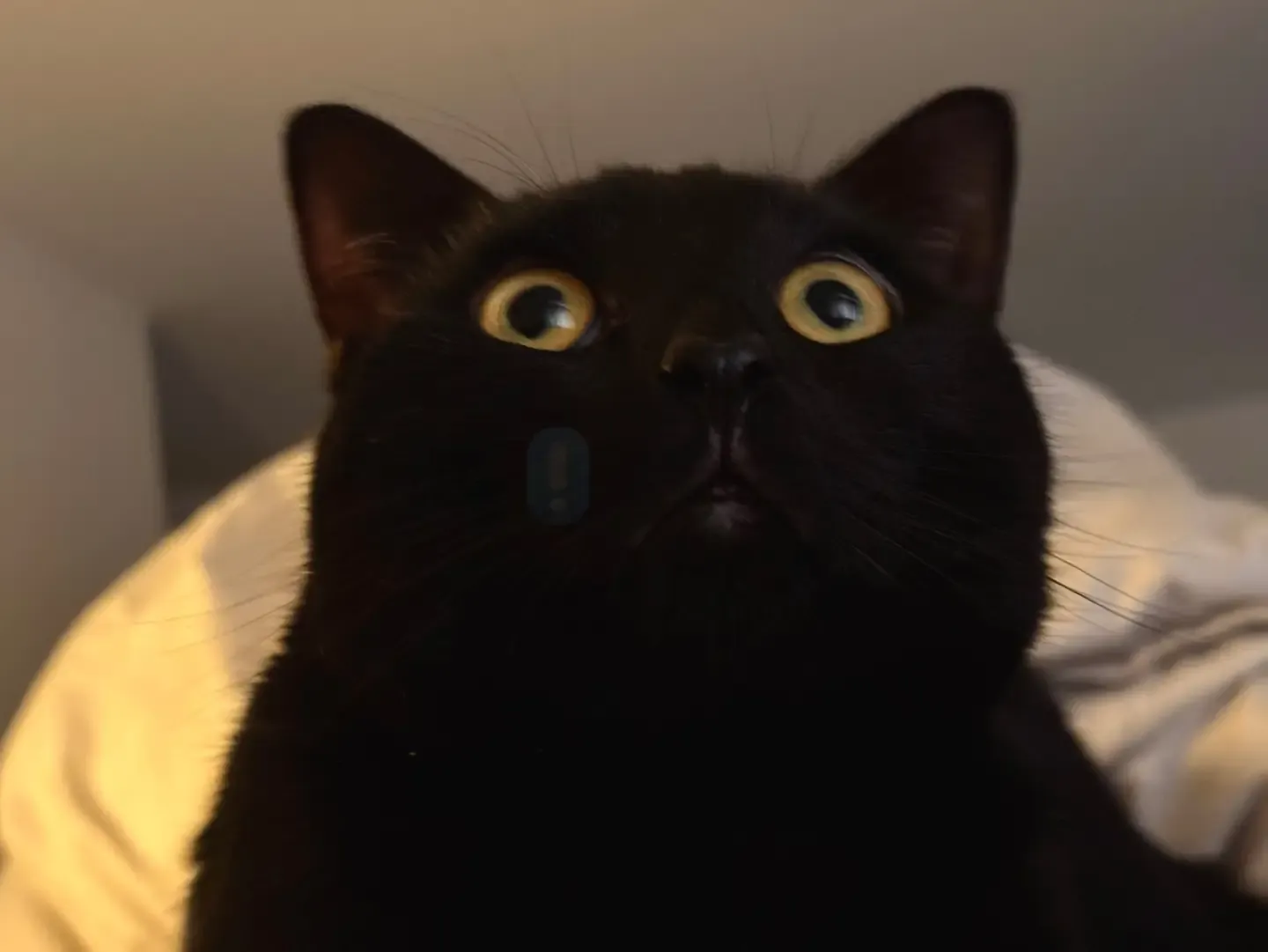 고양이 합사 방법 실패 스트레스 서열_5