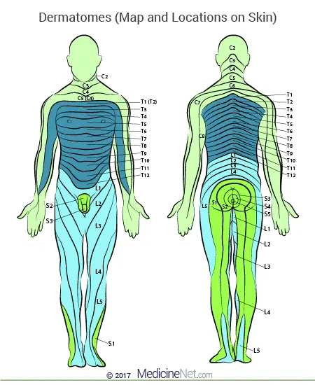 척추신경분절에 따른 피부 지배 영역