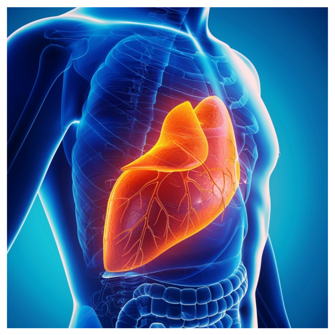 밀크씨슬과 관련된 사진입니다.