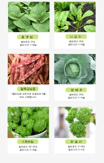 8월에 심는 작물 종류와 늦기 전 파종법 추천_5