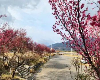광양 매화축제_10