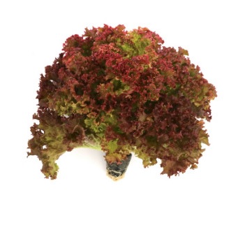 생방송투데이 환승직업 두 번째 인생 충주 쌈 채소 농장 웰팜이에이씨 쌈채소 스마트스토어 주문방법