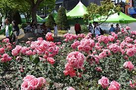 제22회 장미축제 기본정보와 축제 소개 지원이 최수호 출연