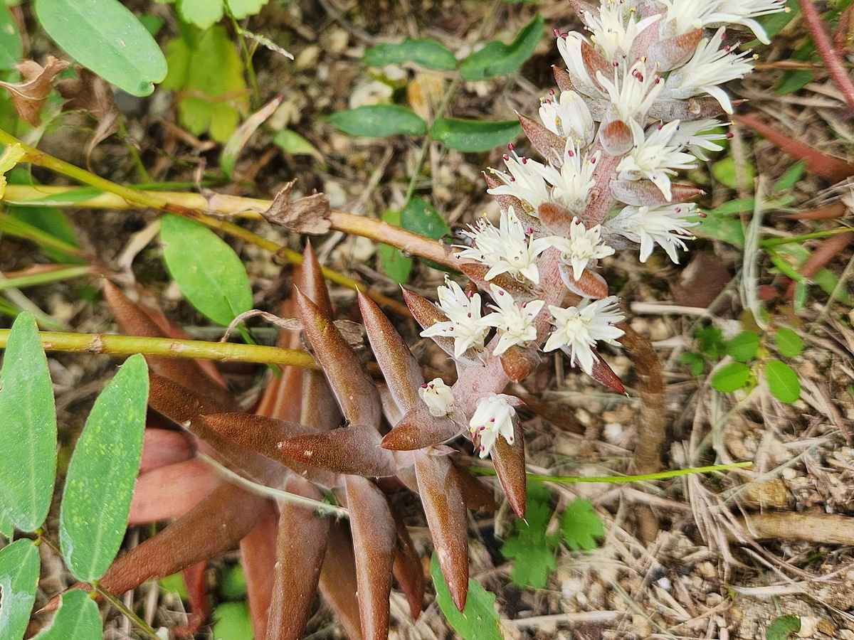 바위솔(와송)