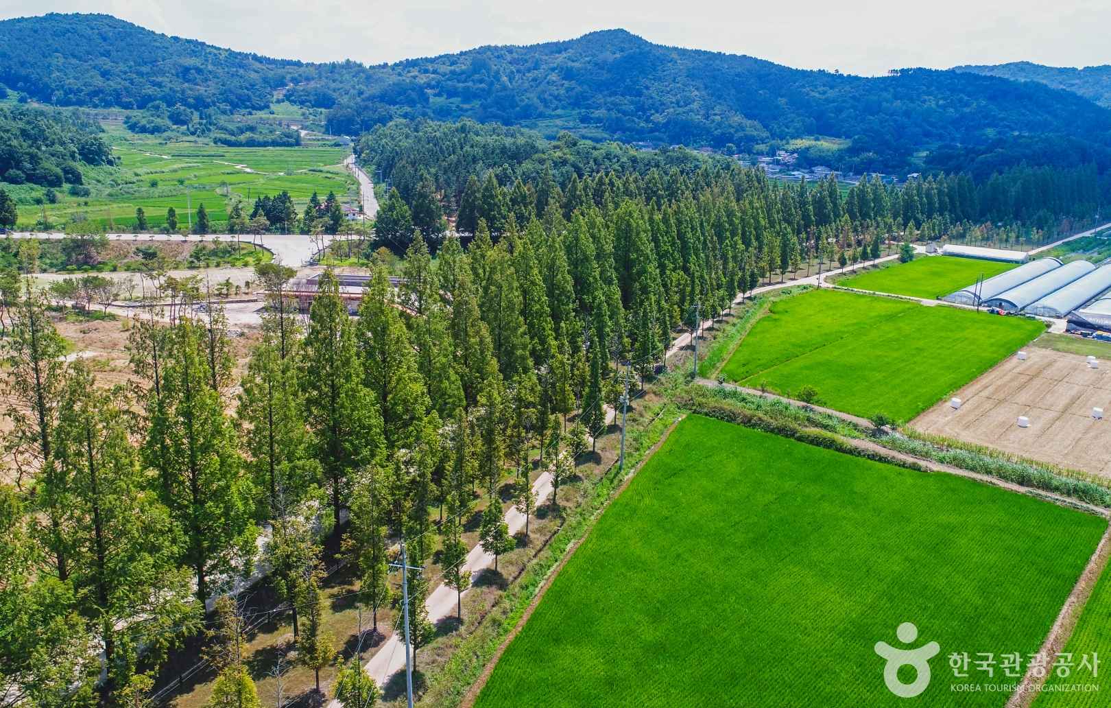 메타세쿼이아가로수길