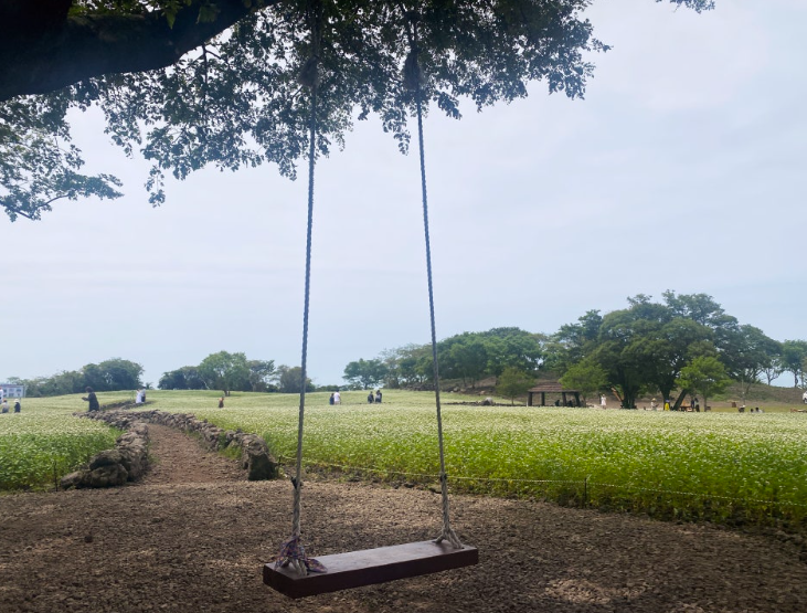 와흘메밀마을 메밀꽃1