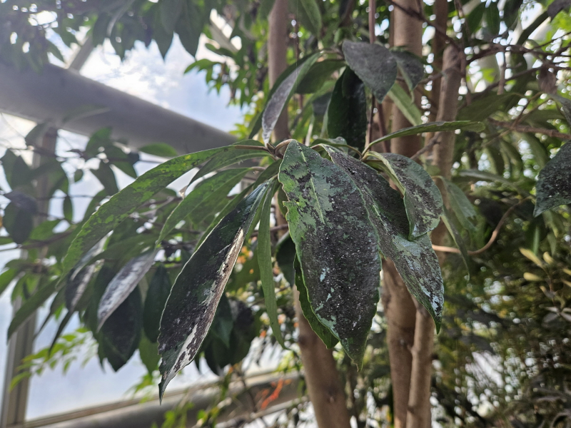 아왜나무 그을음병1