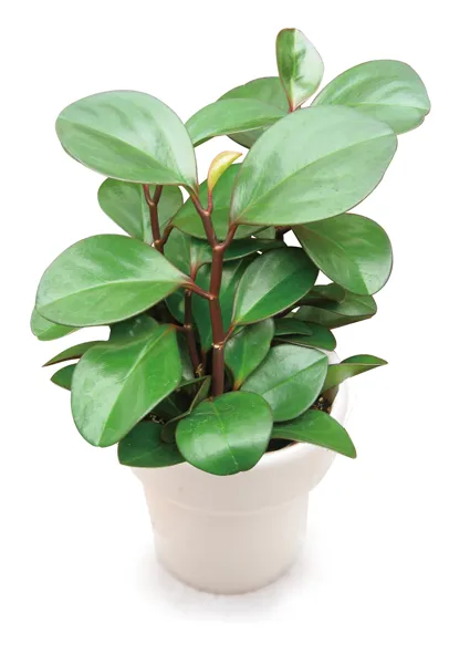 페페로미아 키우기 물주기 분갈이 빛관리 작고 예쁜 실내식물_9