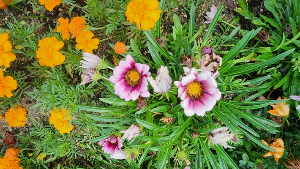 용인 자작나무숲 수국축제