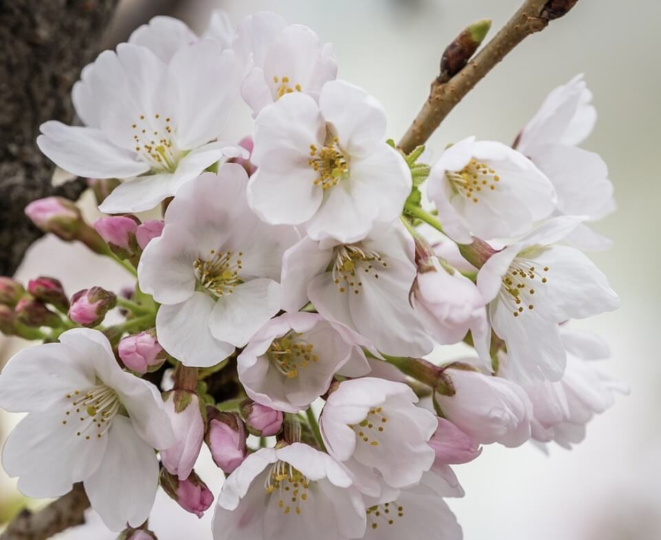 제천 청풍호 벚꽃축제 일정 프로그램