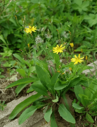 봄나물 손질

봄나물 데치는 시간

나물 보관법

냉이, 달래, 씀바귀

해독에 좋은 봄나물