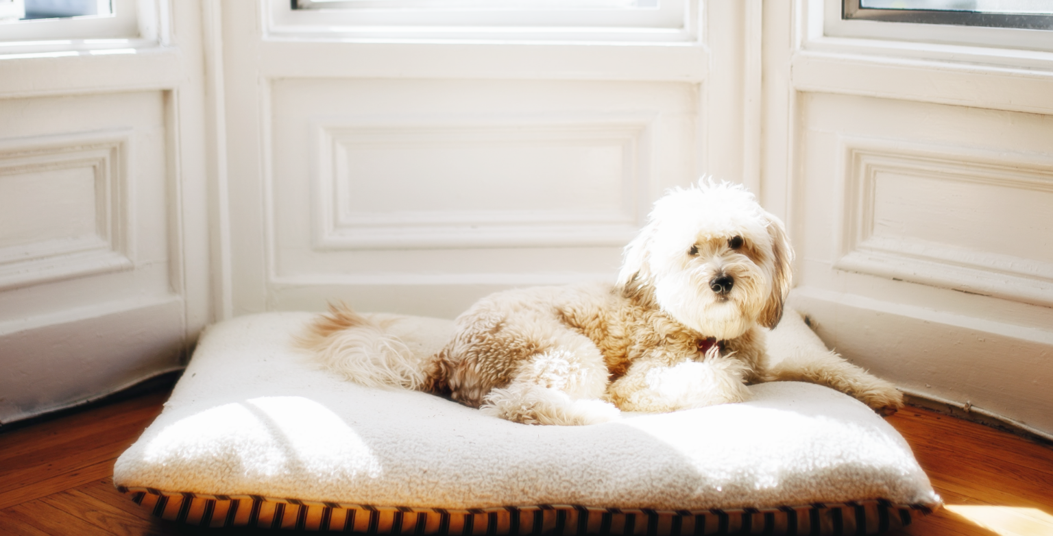 노령견에게 흔히 나타나는 질병들