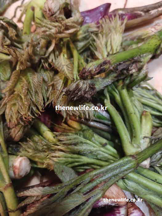 두릅 효능 항산화 작용 베타카로틴