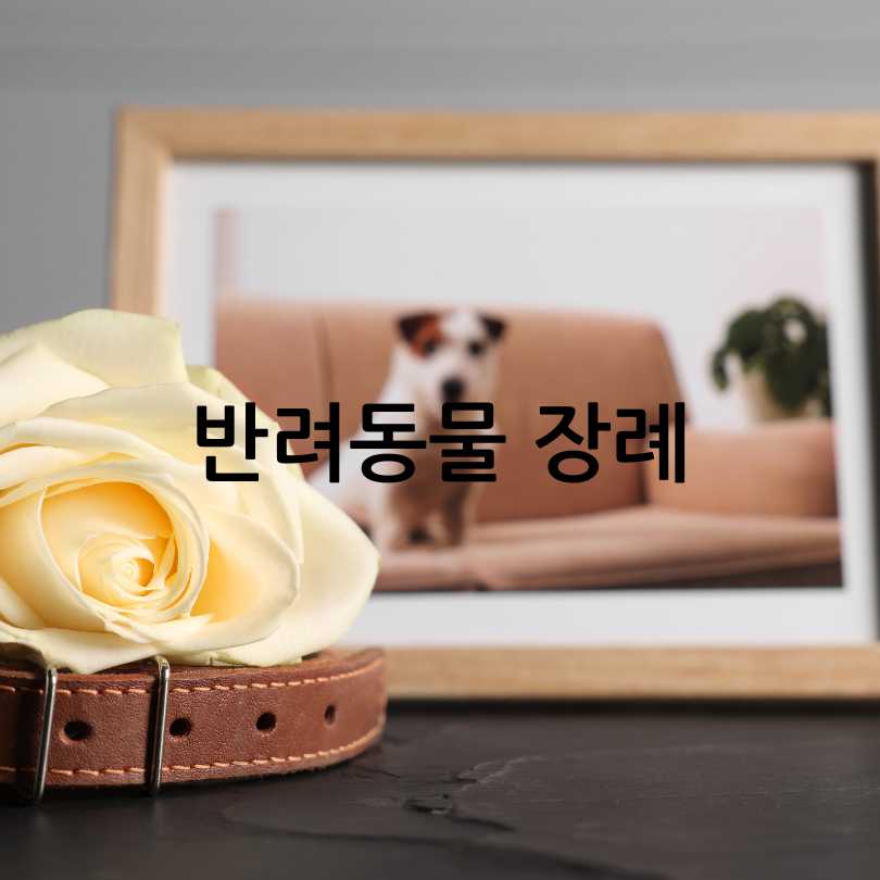 반려동물 장례비용과절차