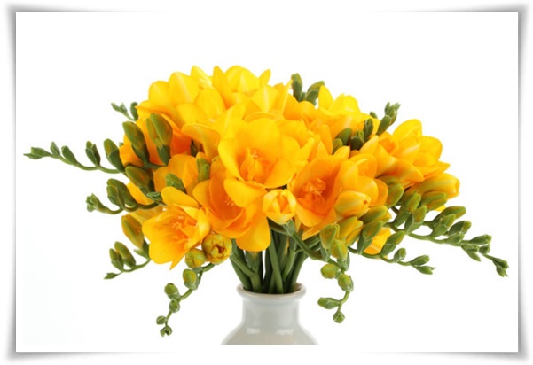 "프리지아" 봄을 알리는 황금빛 향기, 그 매력과 재배의 모든 것!