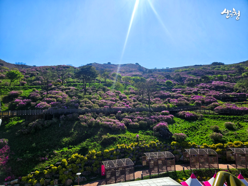 [5월 축제]2025 산청 황매산 철쭉제❘개요, 체험 프로그램 예약, 철쭉 실시간 개화상황