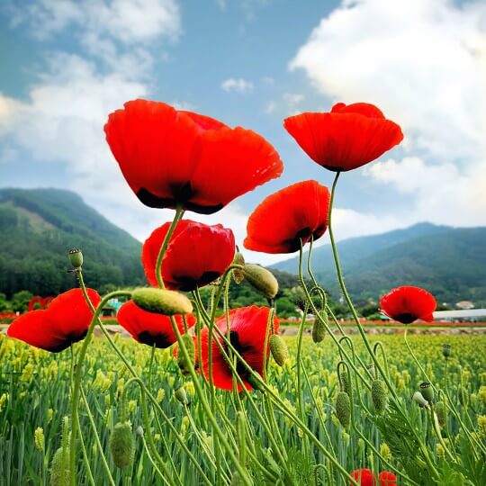 원주 용수골 꽃양귀비 축제