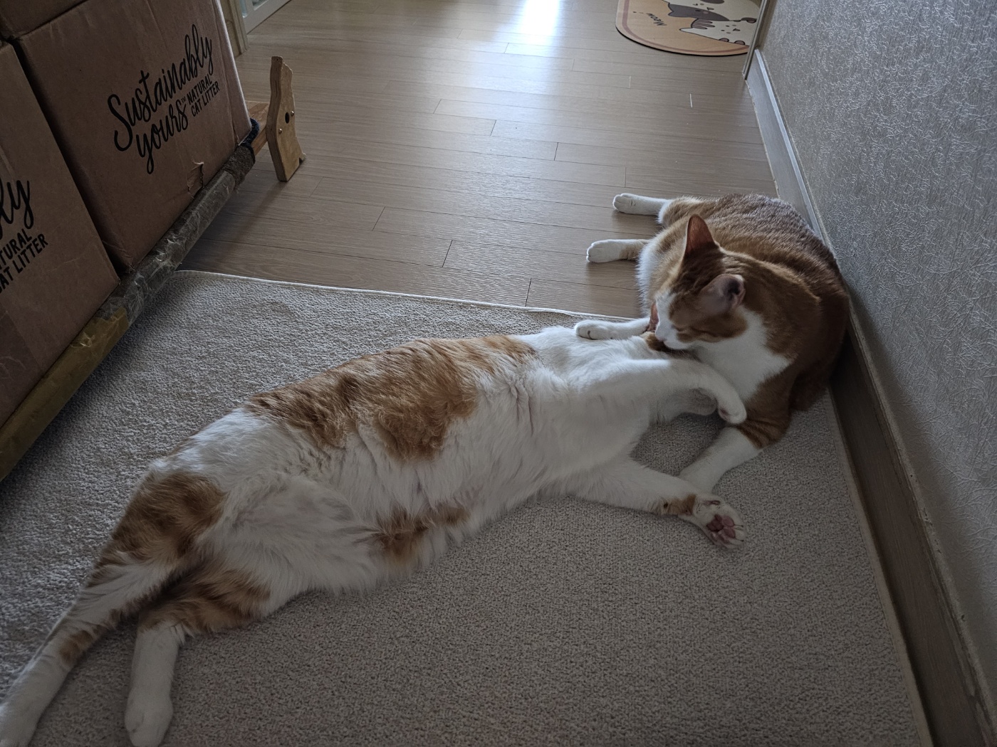 막둥이를_그루밍해주는_호야