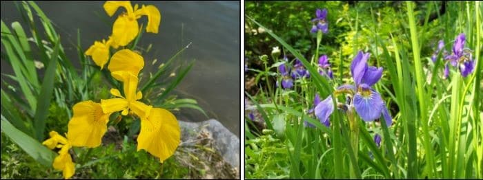 노랑꽃창포꽃-꽃창포꽃-피는시기-개화시기-꽃말