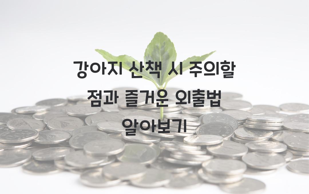 강아지 산책 시 주의할 점, 안전하고 즐거운 외출법