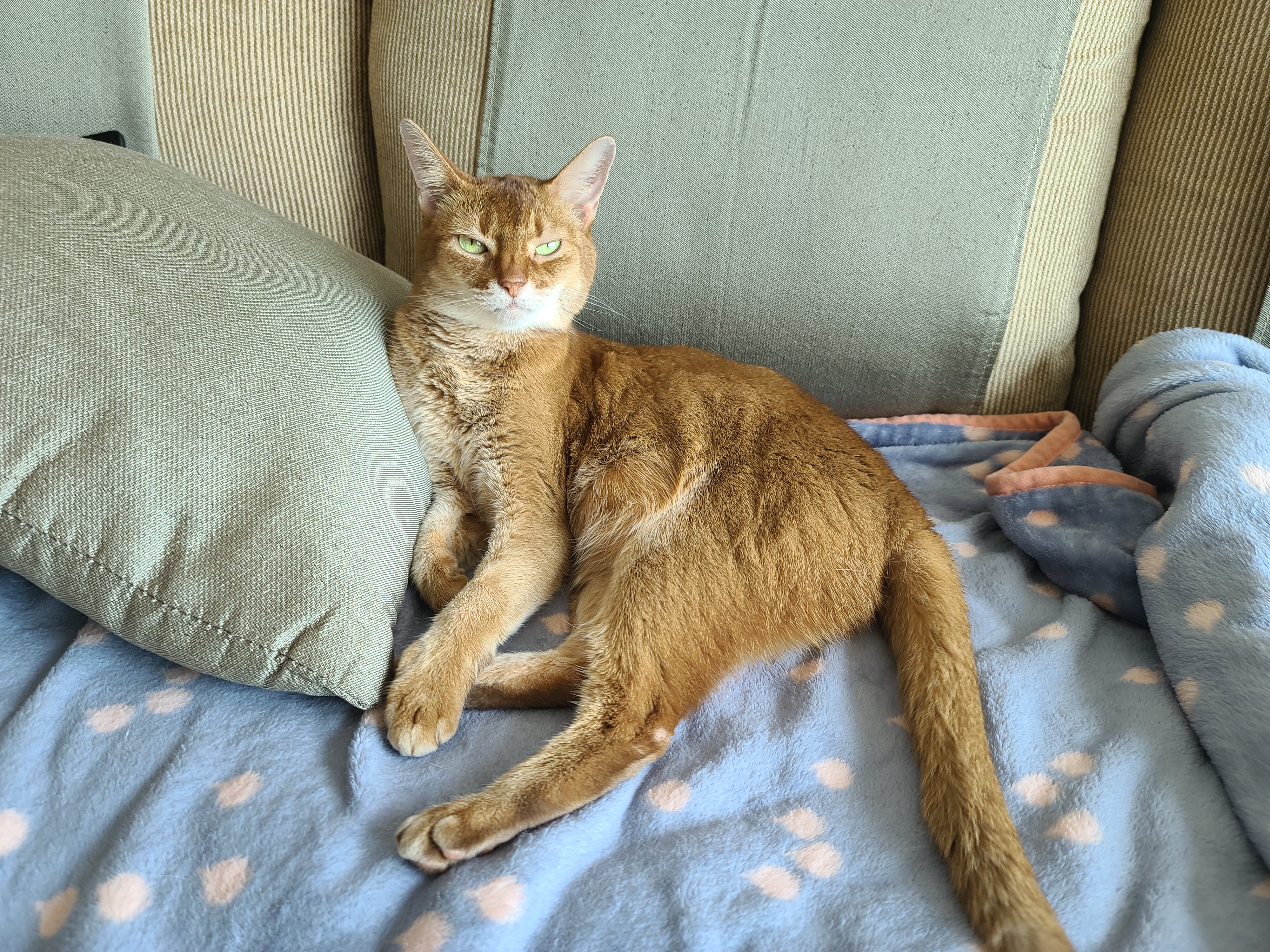 설거지할때 어깨위에 올라가는 고양이 루나는 엄마를 무한 신뢰!