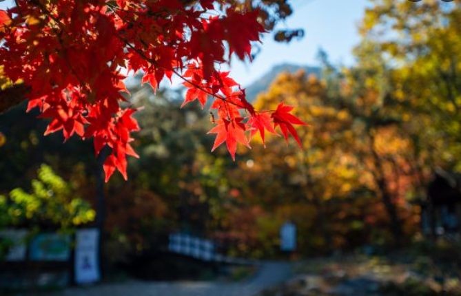 2025 충청도 단풍 명산 코스 추천 ❘ 월악산·계룡산·속리산 절정 시기