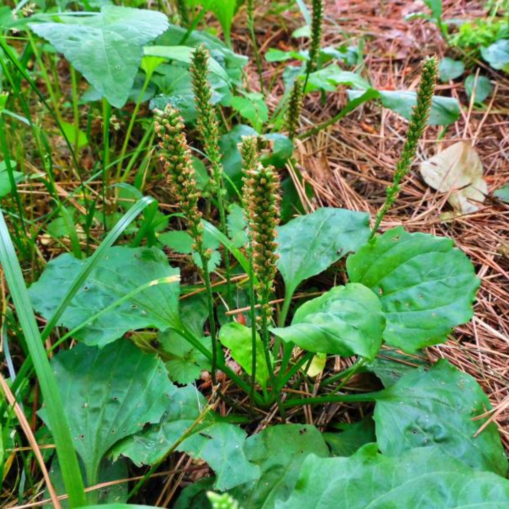질경이(차전초)