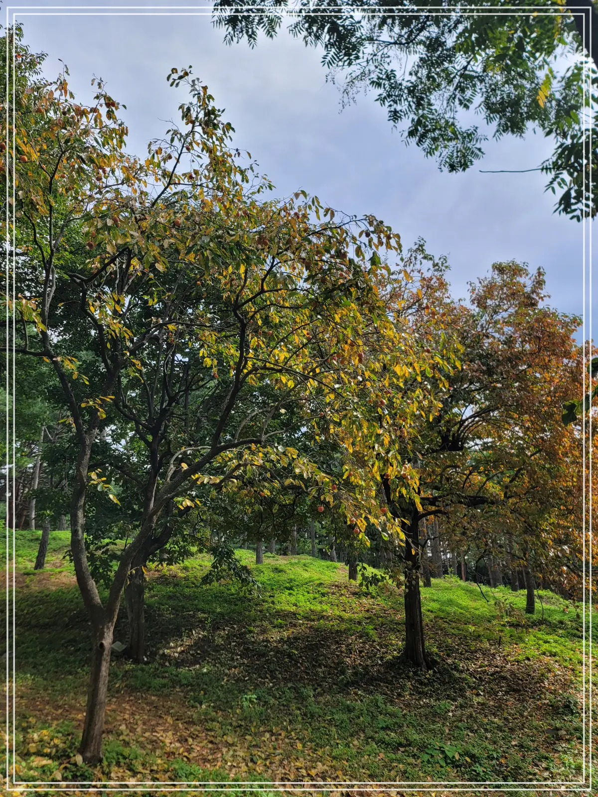 양양-낙산사-산문-감나무