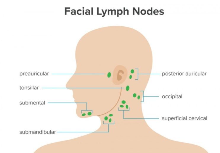 임파선 원인 증상 치료하기 면역력 기르기 알아봐요