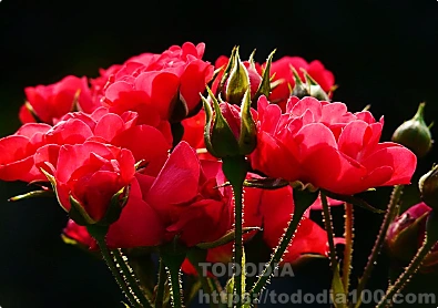 빨간장미- 꽃말- 뜻-역사-장미수-종류-연인-2